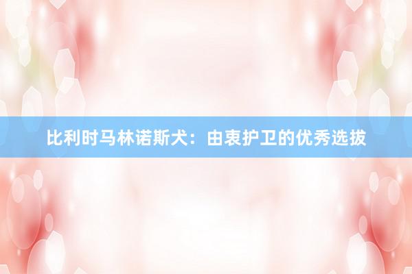 比利时马林诺斯犬：由衷护卫的优秀选拔